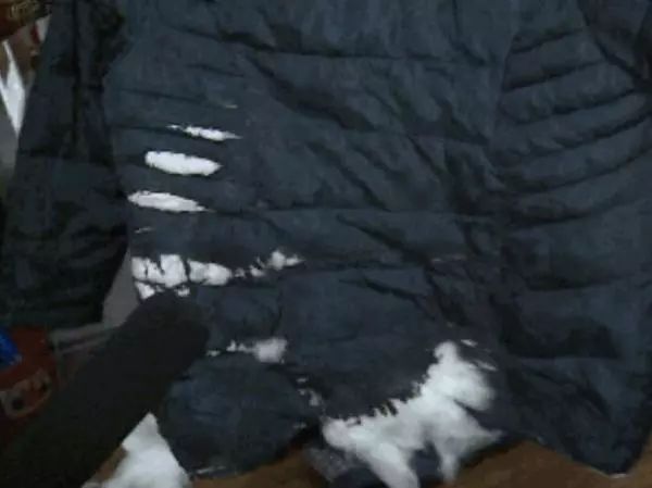 羽绒服突然爆炸 身上的羽绒服为什么会“爆炸”?-汇美优普-热门搜索话题榜