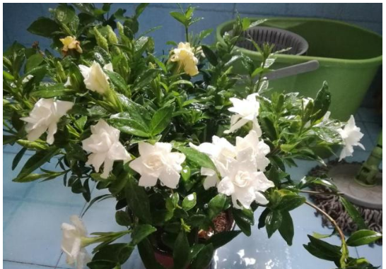 夏季养花总是被害虫袭击,学会这几个小技巧,轻松驱虫!-汇美优普